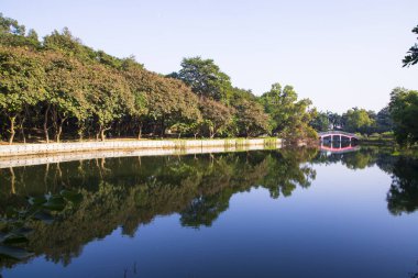 Doğal manzara. Göl suyundaki ağaçların yansıması. Mavi gökyüzüne karşı.
