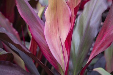Doğal Renkli Pembe Cordyline Yapraklar çiçek dokusu arka plan duvar kağıdı olarak kullanılabilir