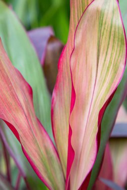 Doğal Renkli Pembe Cordyline Yapraklar çiçek dokusu arka plan duvar kağıdı olarak kullanılabilir