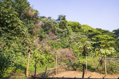 Bangladeş 'in botanik bahçesindeki tropik yeşil orman manzarası