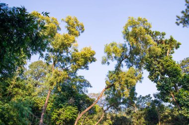 Bangladeş 'in botanik bahçesindeki tropik yeşil orman manzarası