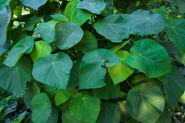 Doğal manzara Bitki yeşili yaprağın dokulu arkaplanı