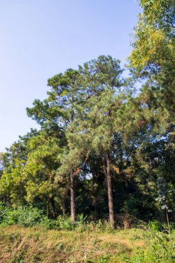 Bangladeş 'in botanik bahçesindeki tropik yeşil orman manzarası