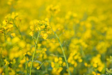 Yakın plan Odaklanma Bulanık arkaplan ile güzel açan sarı kolza çiçeği