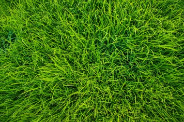 Yeşil Pirinç tohumları bitki dokusu arka plan duvar kağıdı