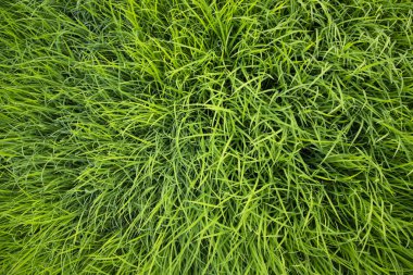 Yeşil Pirinç tohumları bitki dokusu arka plan duvar kağıdı