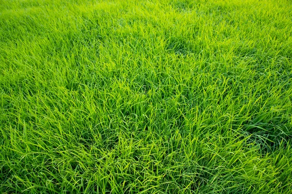 Green Rice seedlings plant texture background wallpaper