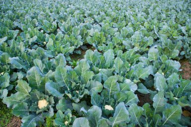 Taze Karnabahar çiğ sebze bahçedeki organik toprakta yetişir. Taze karnabahar tarlasında organik tarım