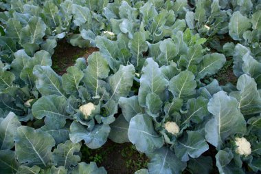 Taze Karnabahar çiğ sebze bahçedeki organik toprakta yetişir. Taze karnabahar tarlasında organik tarım