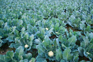 Taze Karnabahar çiğ sebze bahçedeki organik toprakta yetişir. Taze karnabahar tarlasında organik tarım