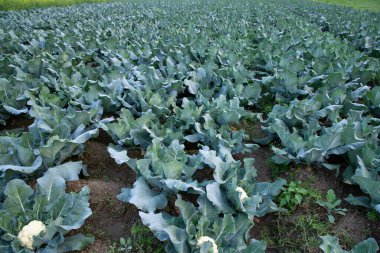 Taze Karnabahar çiğ sebze bahçedeki organik toprakta yetişir. Taze karnabahar tarlasında organik tarım