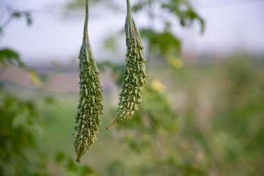Acı kabak ya da Corolla çiğ sağlıklı sebze bahçedeki ağaçta asılı bulanık arka planda