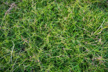 Evergreen çimen deseni dokusu arka plan duvar kağıdı olarak kullanılabilir