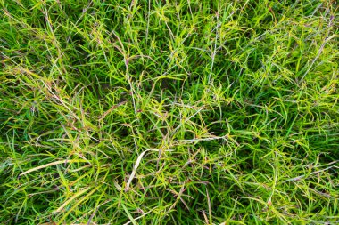 Evergreen çimen deseni dokusu arka plan duvar kağıdı olarak kullanılabilir