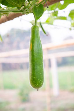 Bahçe ağacı dalında sallanan bulanık arka planlı yeşil şişe bekçisi