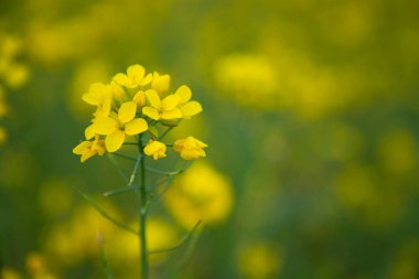 Yakın plan Odaklanma Bulanık arkaplan ile güzel açan sarı kolza çiçeği