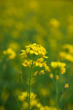 Yakın plan Odaklanma Bulanık arkaplan ile güzel açan sarı kolza çiçeği