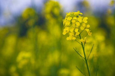 Yakın plan Odaklanma Bulanık arkaplan ile güzel açan sarı kolza çiçeği