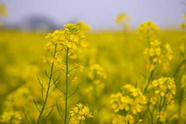Yakın plan Odaklanma Bulanık arkaplan ile güzel açan sarı kolza çiçeği