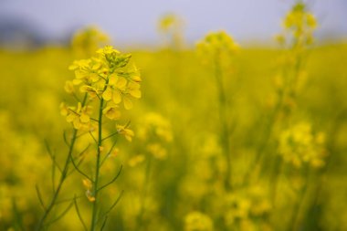 Yakın plan Odaklanma Bulanık arkaplan ile güzel açan sarı kolza çiçeği