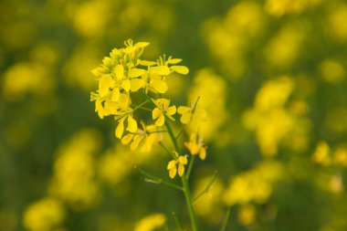 Yakın plan Odaklanma Bulanık arkaplan ile güzel açan sarı kolza çiçeği