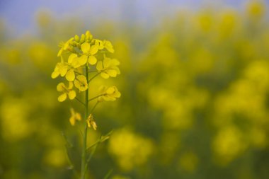 Yakın plan Odaklanma Bulanık arkaplan ile güzel açan sarı kolza çiçeği