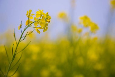 Yakın plan Odaklanma Bulanık arkaplan ile güzel açan sarı kolza çiçeği