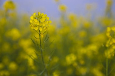 Yakın plan Odaklanma Bulanık arkaplan ile güzel açan sarı kolza çiçeği