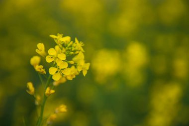 Yakın plan Odaklanma Bulanık arkaplan ile güzel açan sarı kolza çiçeği