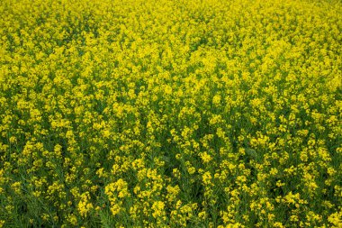 Blooming Yellow Rapeseed flowers in the field.  can be used as a floral texture background