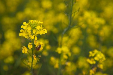 Closeup of a bee collecting honey from a rapeseed flower in a field