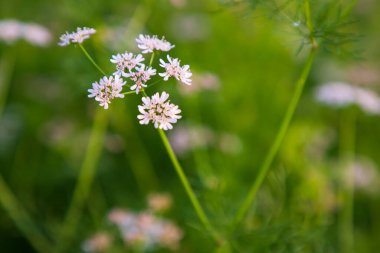 Close-up focus white blooming coriander  flowers wtith green blurry background