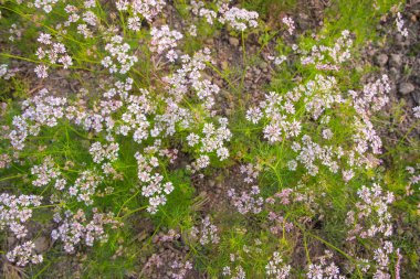 Green field of blooming coriander with small white flowers. Natural texture background