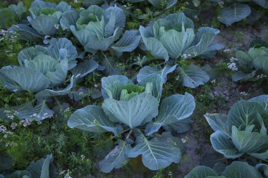 Cabbage field in the garden. Green cabbage growing in the garden