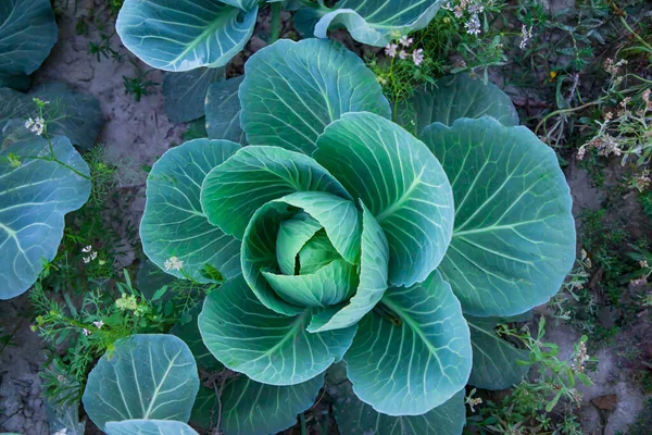 Cabbage grows in the garden. Cabbage growing in the garden