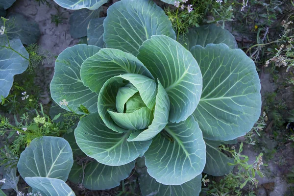 Cabbage grows in the garden. Cabbage growing in the garden