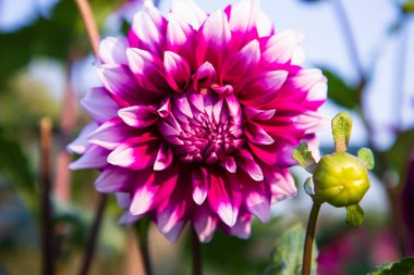 Bahçedeki Güzel Çiçekli Dahlia Çiçeği