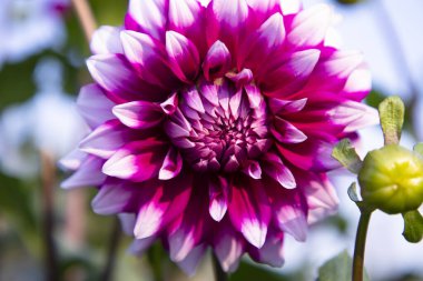 Bahçedeki Güzel Çiçekli Dahlia Çiçeği
