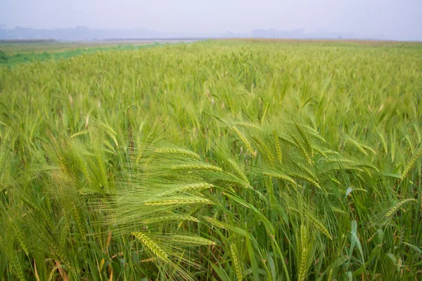 Green Barley Terreno Agricultura Cevada Crua Vista Paisagem — Fotografia de Stock