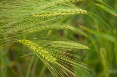 Kış sabahı, hasat tarlasında çiğ taneli arpa çivisi. Seçici Odaklanma