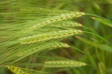 Kış sabahı, hasat tarlasında çiğ taneli arpa çivisi. Seçici Odaklanma