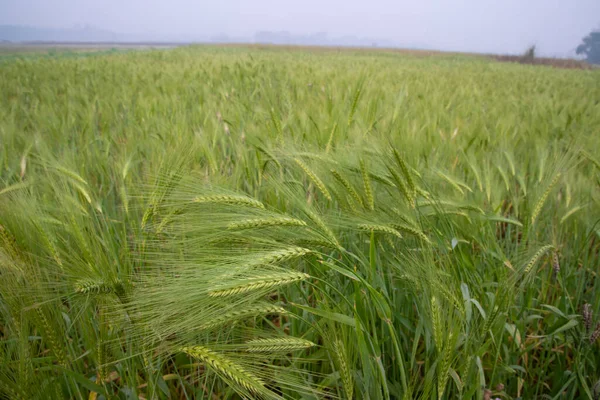 Green Barley Terreno Agricultura Cevada Crua Vista Paisagem — Fotografia de Stock