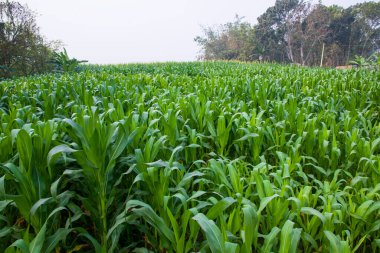 Yeşil yapraklı mısır tarlası, seçici odaklı fotoğrafa yakın çekim