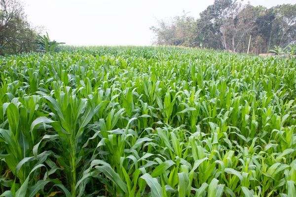 stock image corn field with green leaves, closeup of photo with selective focus