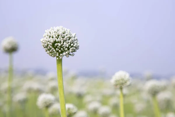 Beautiful White Onion Flower with Blurry  Blue Sky Background Natural view. Selective Focus