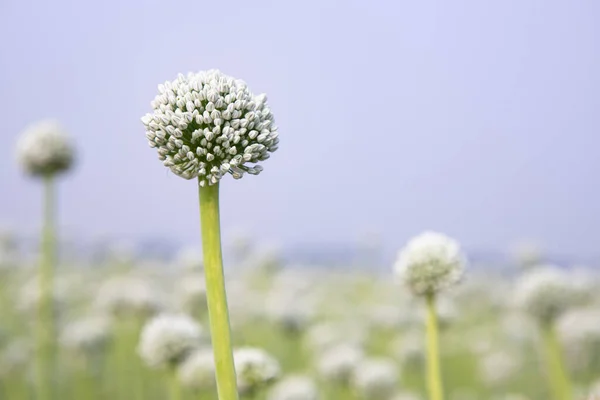 stock image Beautiful White Onion Flower with Blurry  Blue Sky Background Natural view. Selective Focus