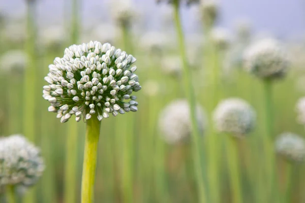 Beautiful White Onion Flower Blurry Background Selective Focus — Stock Photo, Image
