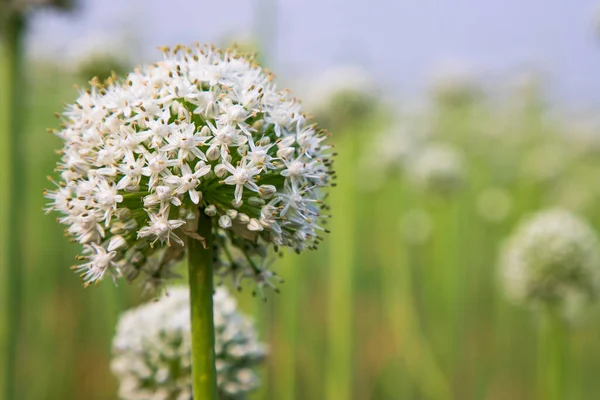Beautiful White Onion Flower with Blurry Background. Selective Focus