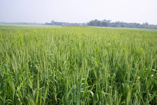 Зелена Пшениця Плантації Сільськогосподарського Полі — стокове фото