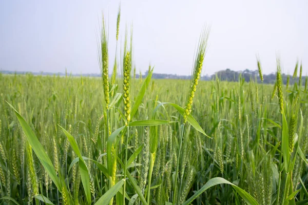 stock image Wheat  Spike with a blurry background in the field. Selective Focus